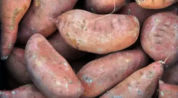 Skąd pochodzą bataty i dlaczego są tak ważne dla historii?